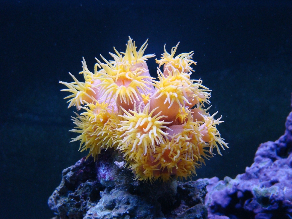 sun corals reef aquarium